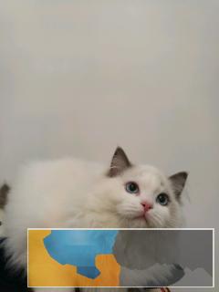 网红同款 布偶猫 蓝双海双均有保障健康终生售后