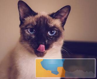 暹罗布偶蓝猫渐层美短折耳金吉拉出售包纯种健康