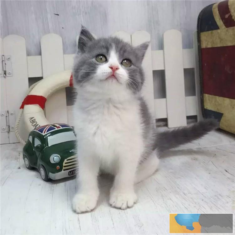 南京哪里出售纯种英国蓝白短毛猫纯种英国蓝白短毛猫多少钱一只