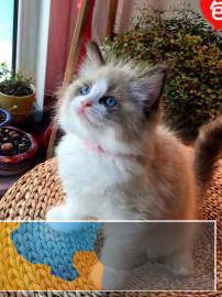 纯种布偶幼猫出售规范养殖猫咪海双蓝双都有