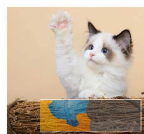 出售纯英短蓝猫生活自理健康活泼可爱萌萌