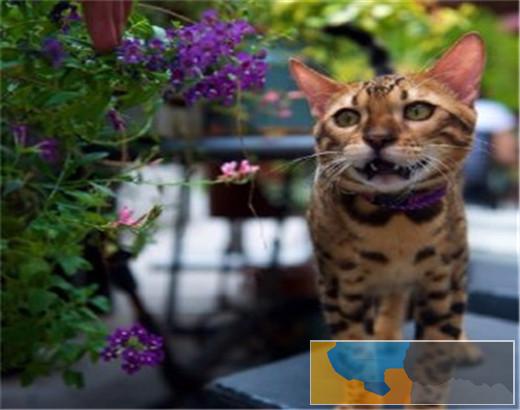 猫舍出售纯种健康孟加拉豹 猫可上门挑选全国发货
