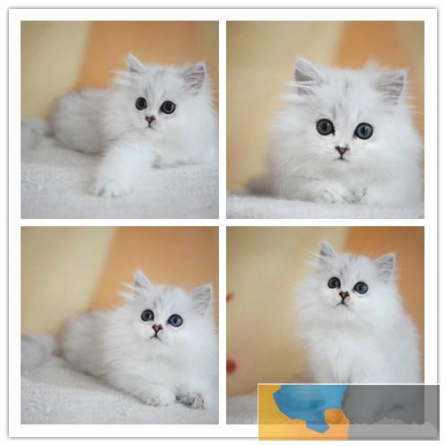 仙女猫金吉拉 幼猫出售 纯种猫咪无病无癣