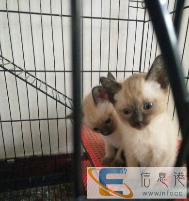 暹罗猫2个月保证纯种健康