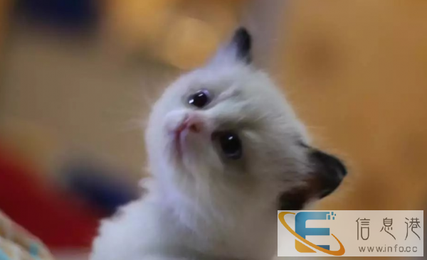 纯种布偶猫出售 大型布偶猫舍 健康品质有保障