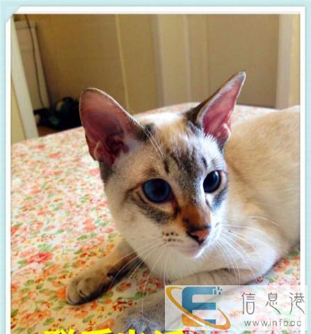 纯种小暹罗猫乖巧粘人漂亮蓝宝石眼睛泰国暹罗猫