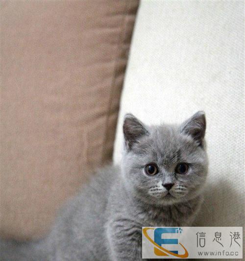 高品质英短蓝猫,品相好性格乖巧 喜欢的看看