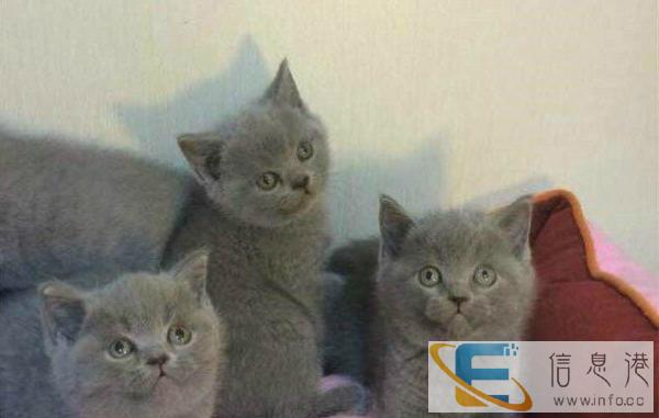 纯种蓝猫猫咪 宠物猫活体蓝猫保健康售后保证