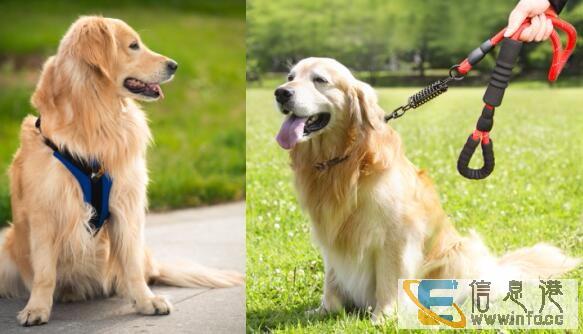 毛孩子的用品大有学问 优贝卡教你为宠物做正确选择