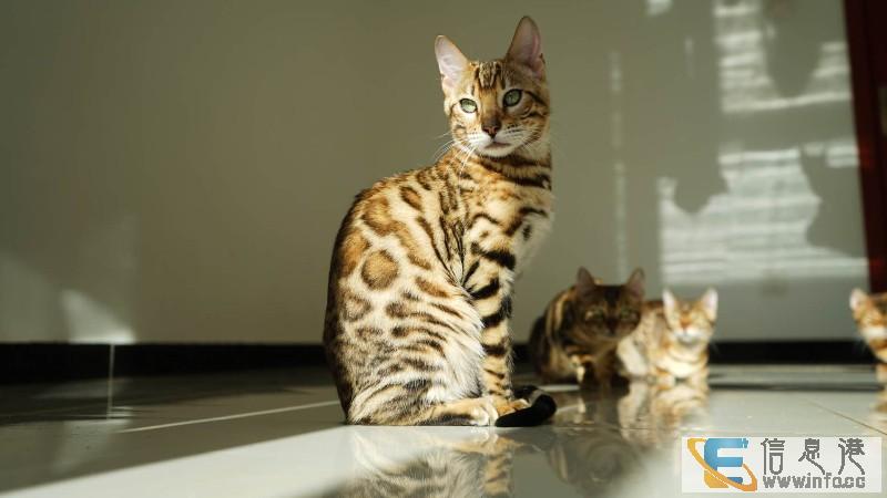 孟加拉豹猫 小猫咪 豹猫