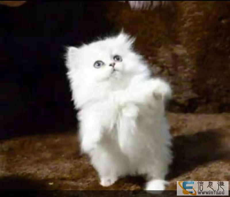 自家养的挪威森林猫