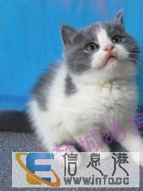紫禁城猫舍/纯种英国短毛猫蓝猫浅三花英短蓝白乳白净