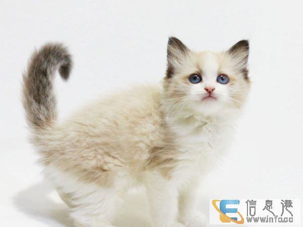 抖音同款布偶 自家猫舍繁殖直销纯种布偶加菲美短英短蓝猫