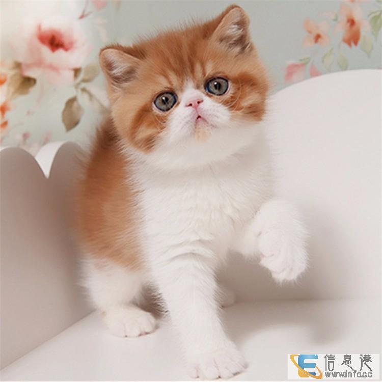 舍长推荐可爱呆萌加菲猫 签协议 售后保障