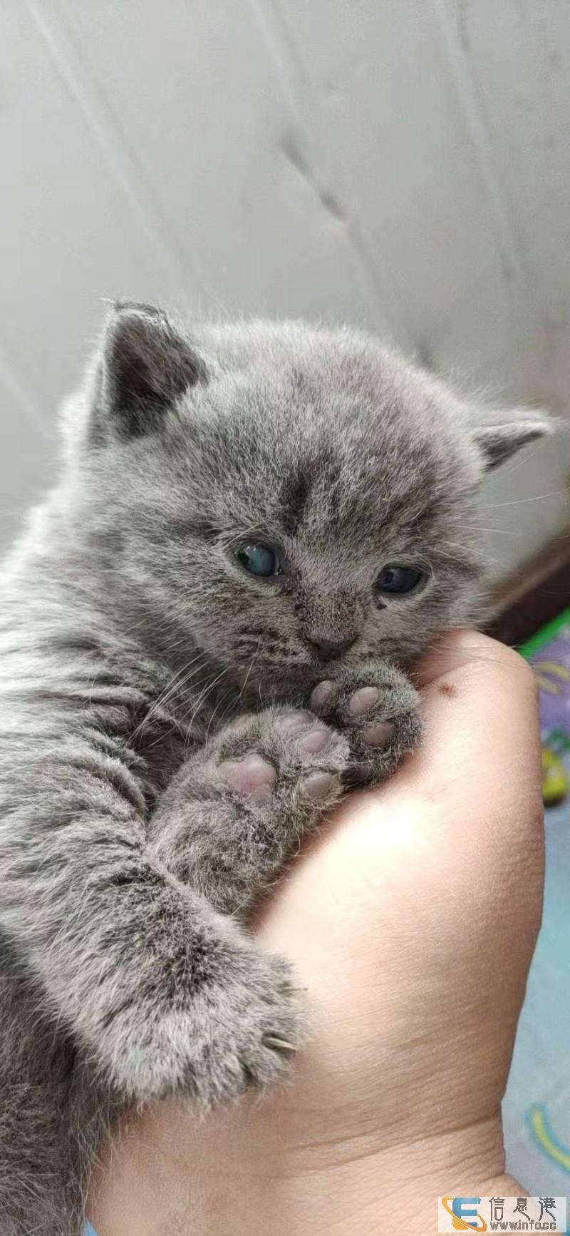 自家闺女儿子生的小蓝胖子便宜出售