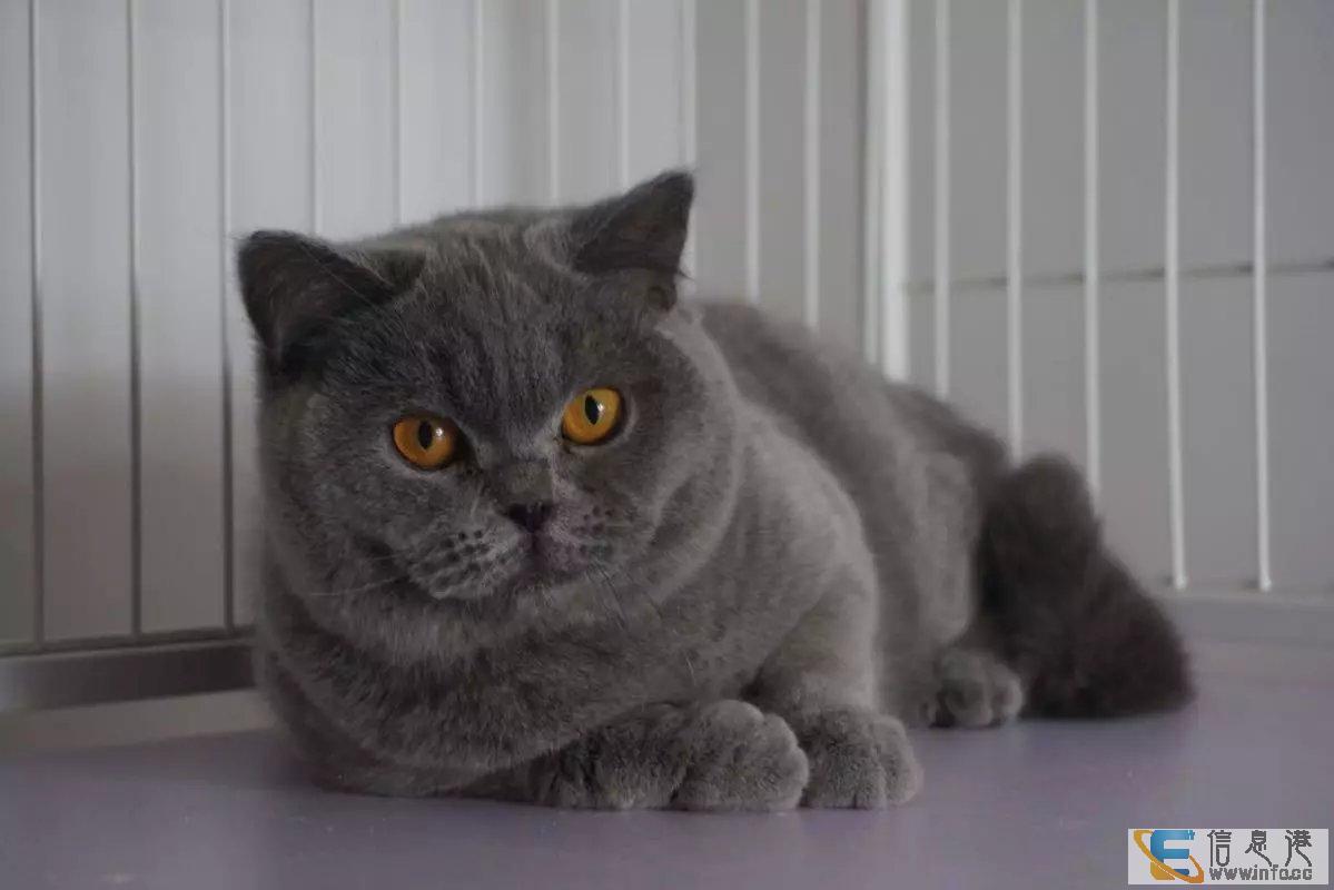 精品双血统高颜值短毛出售 疫苗驱虫做好的