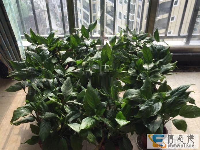 紫宸澜山 2室2厅1卫紫宸澜山