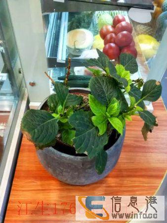 大沥新都会包租餐饮旺铺超高收租即买即赚