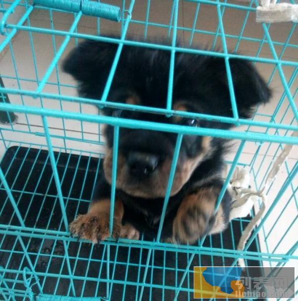 沙皮与阿拉斯加串