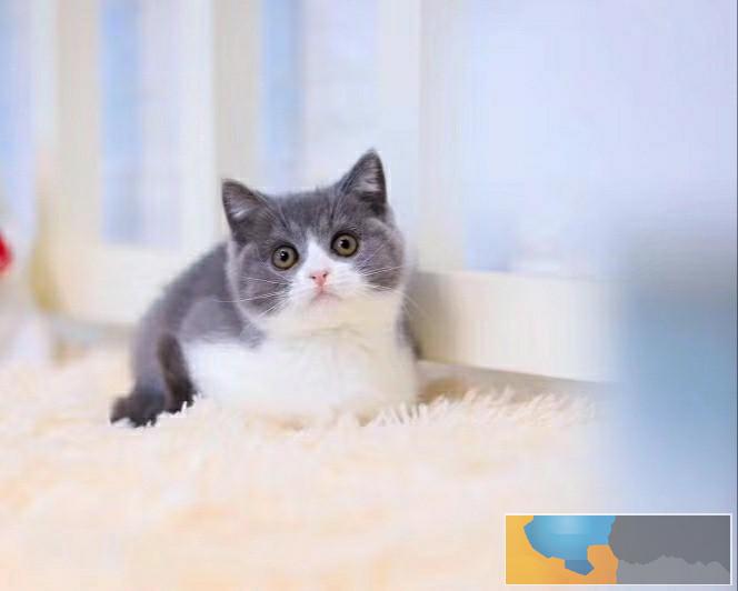 美国CFA认证猫舍 英短 蓝白 优惠送不停