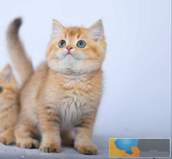 美国CFA认证猫舍 英短 渐层 优惠送不停