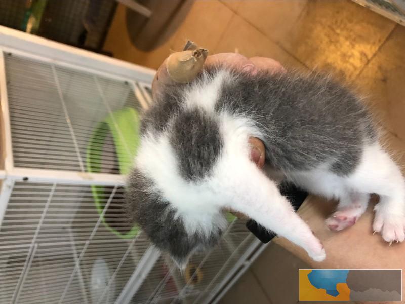 蓝白英短即将出窝找新家