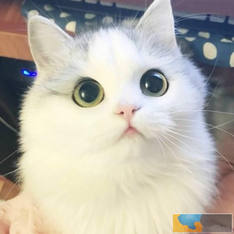 布偶猫 海豹 蓝双 海双 山猫 布偶猫幼猫 包纯种健康