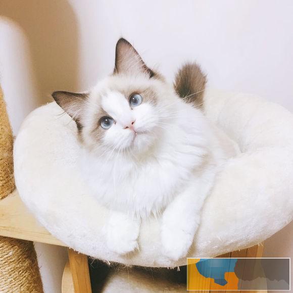 出售纯种家养布偶猫 疫苗齐包健康 全国包邮