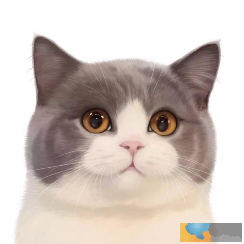 英短蓝白 蓝猫 美短加白 渐层 起司高白猫 包纯种健康