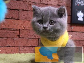 十年老店专业猫舍繁殖签协议死亡包赔猫舍多只挑选