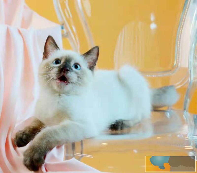 美国CFA认证猫舍 暹罗 优惠送不停