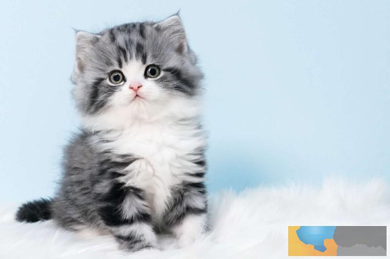 美国CFA认证猫舍 美短 美短 优惠送不停