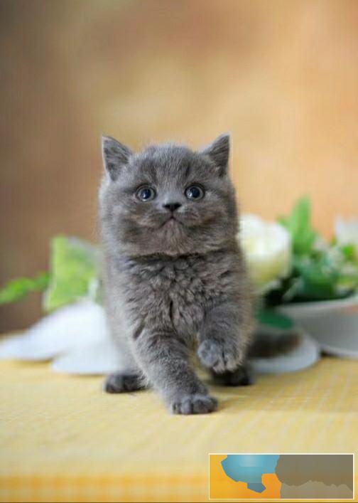 美国CFA认证猫舍 英短 蓝猫 优惠送不停