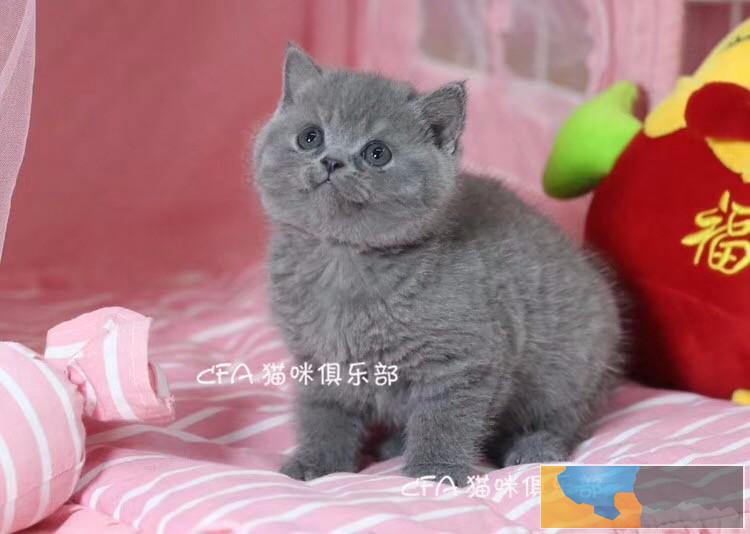 英短蓝猫 活波可爱 家庭式繁殖 无病无癣