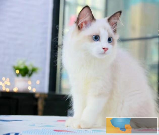 美国CFA认证猫舍 布偶 优惠送不停