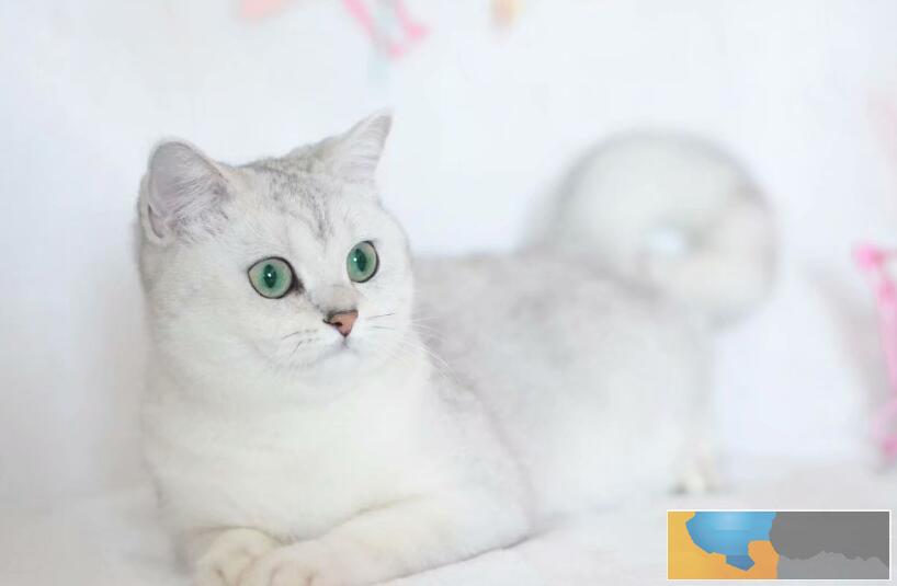 家养纯种短毛猫健康三包品质好血统可查