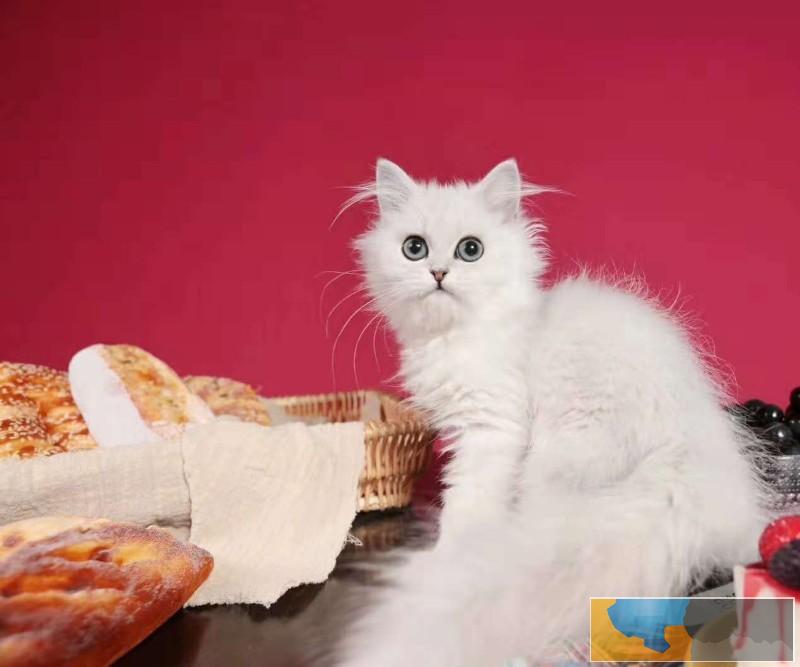 美国CFA认证猫舍 金吉拉 优惠送不停