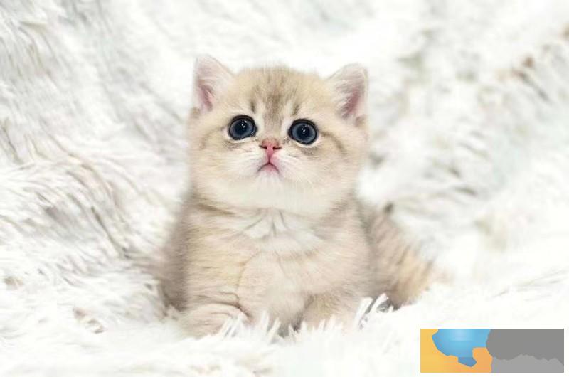 安庆英短银渐层猫宝宝寻找有爱心有责任心的铲屎官