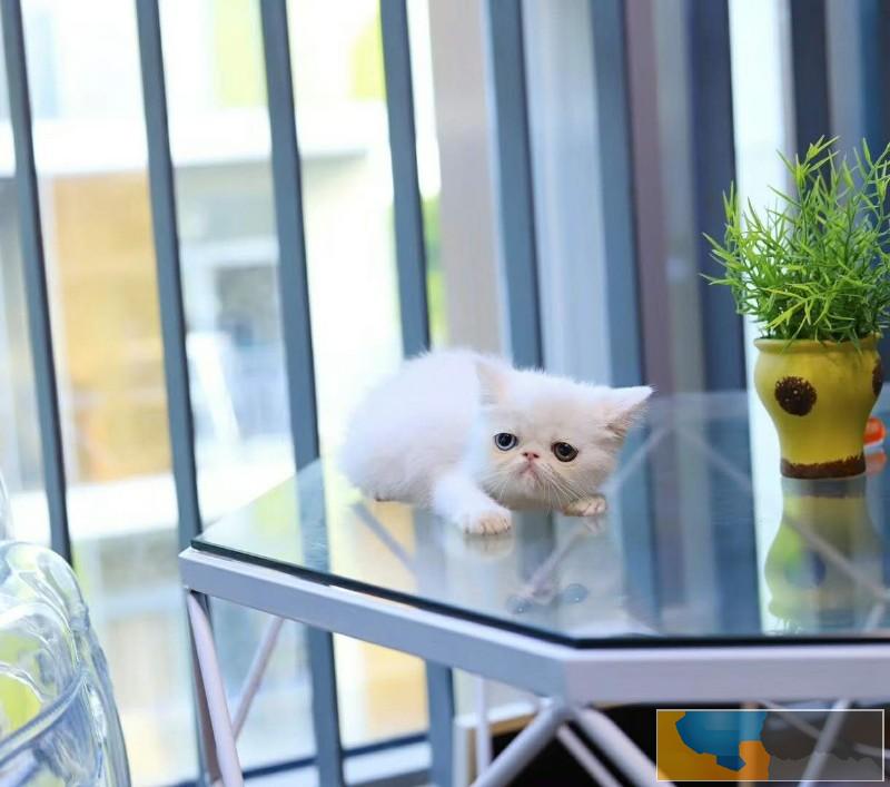 美国CFA认证猫舍 加菲猫 优惠送不停