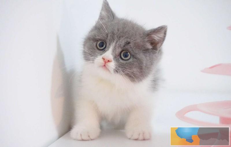 安庆大型猫舍专业繁殖 蓝猫 蓝白 个个胖虎大包子脸