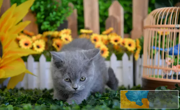 英短蓝猫一只大胆好奇兼温柔猫咪包品质
