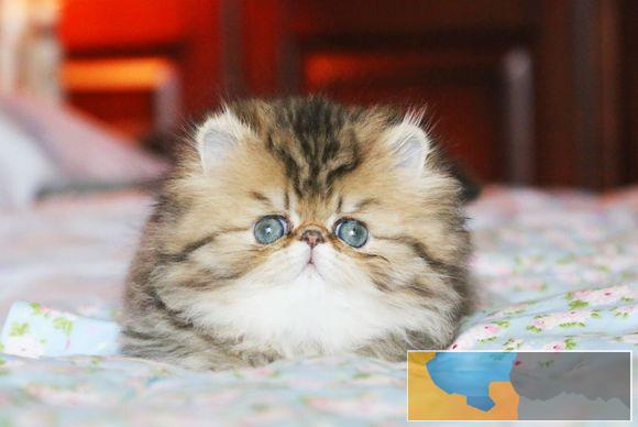 金吉拉毛量大甜美可爱嗲里嗲气会撒娇会卖萌