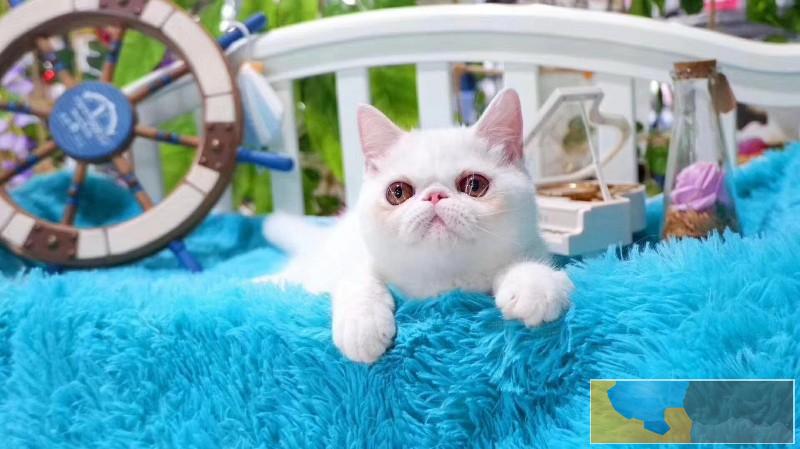 安庆加菲猫 活体宠物猫 眼鼻一线贼溜溜的可爱性格超软