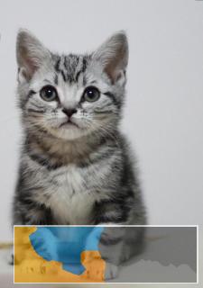 呆萌可爱粘人会撒娇纯种美短虎斑宝宝出售疫苗齐全