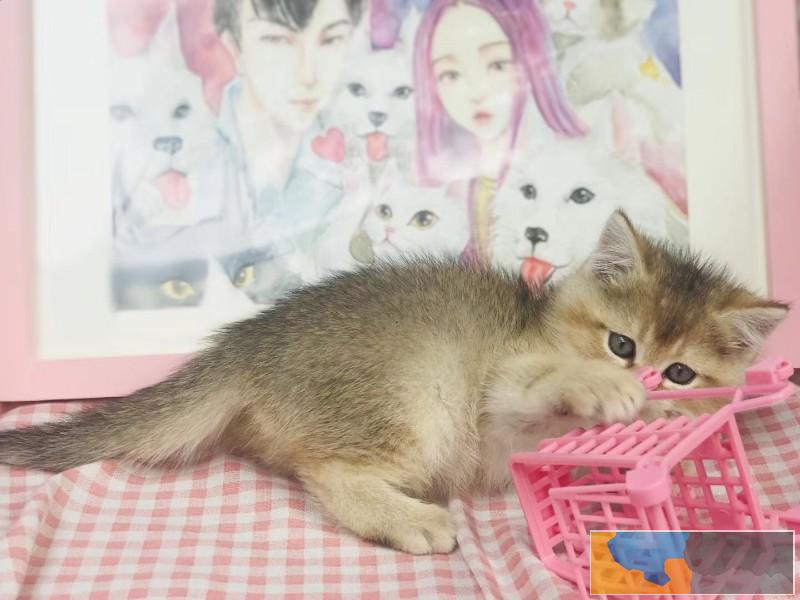 大型猫舍专业繁殖 蓝猫 蓝白 个个胖虎大包子脸