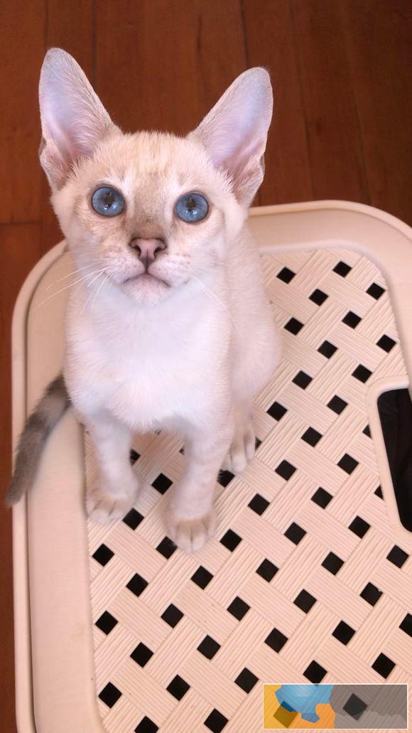 我就是我,是不一样的猫星人 暹罗