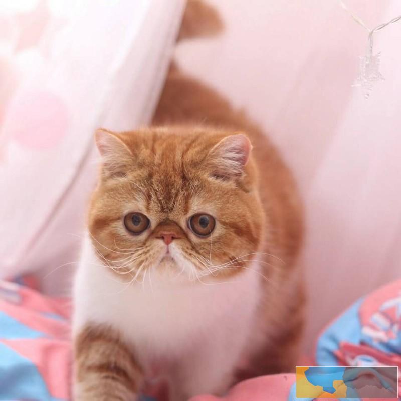 高品质大脸加菲猫水滴眼超可爱健康无癣