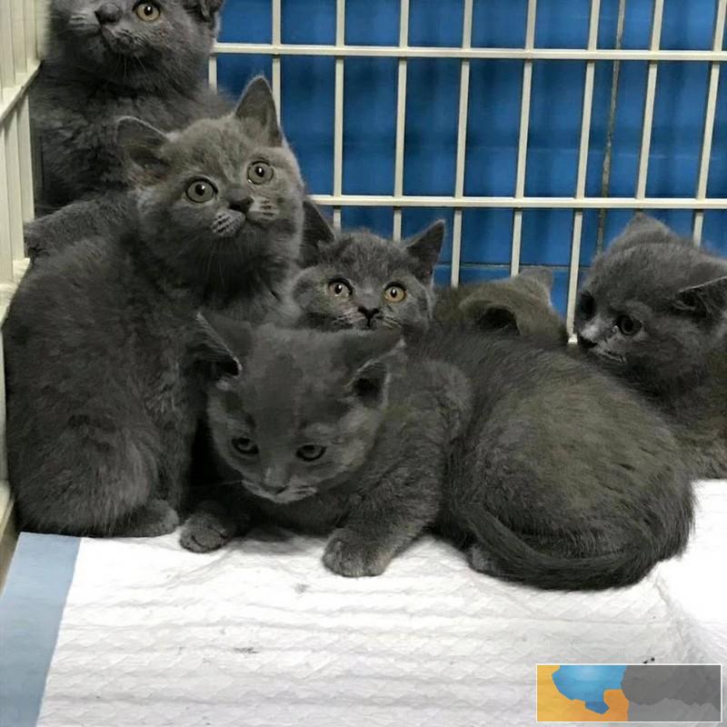 超级萌萌哒 包子脸蓝猫大胖子 -等您接回家