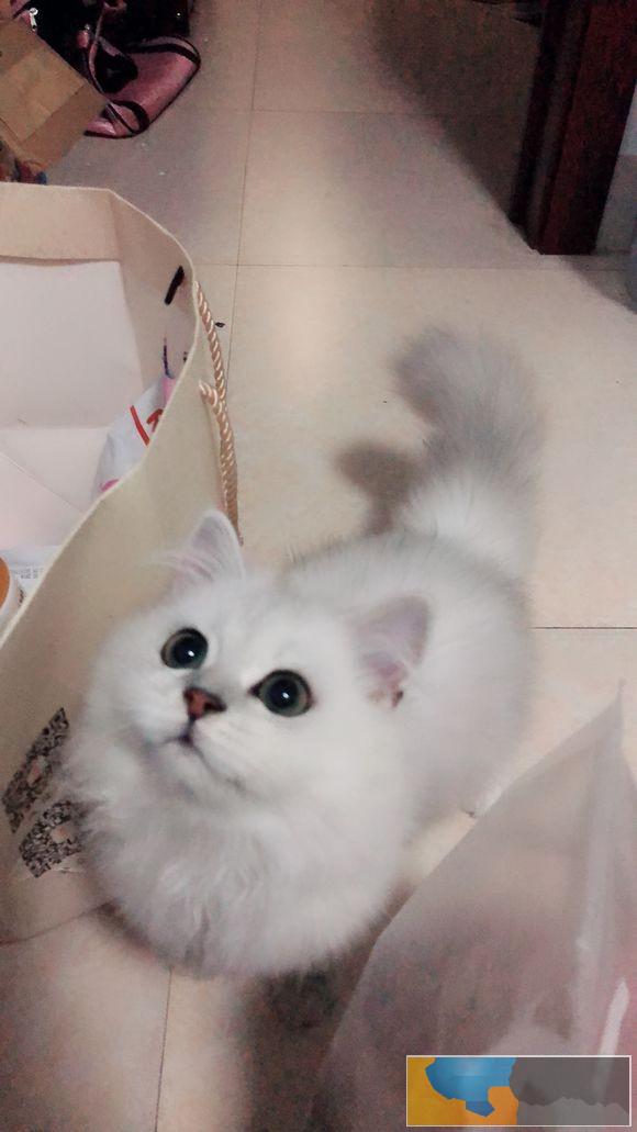 金吉拉是猫中贵族性情温文尔雅聪明敏捷幼猫出售