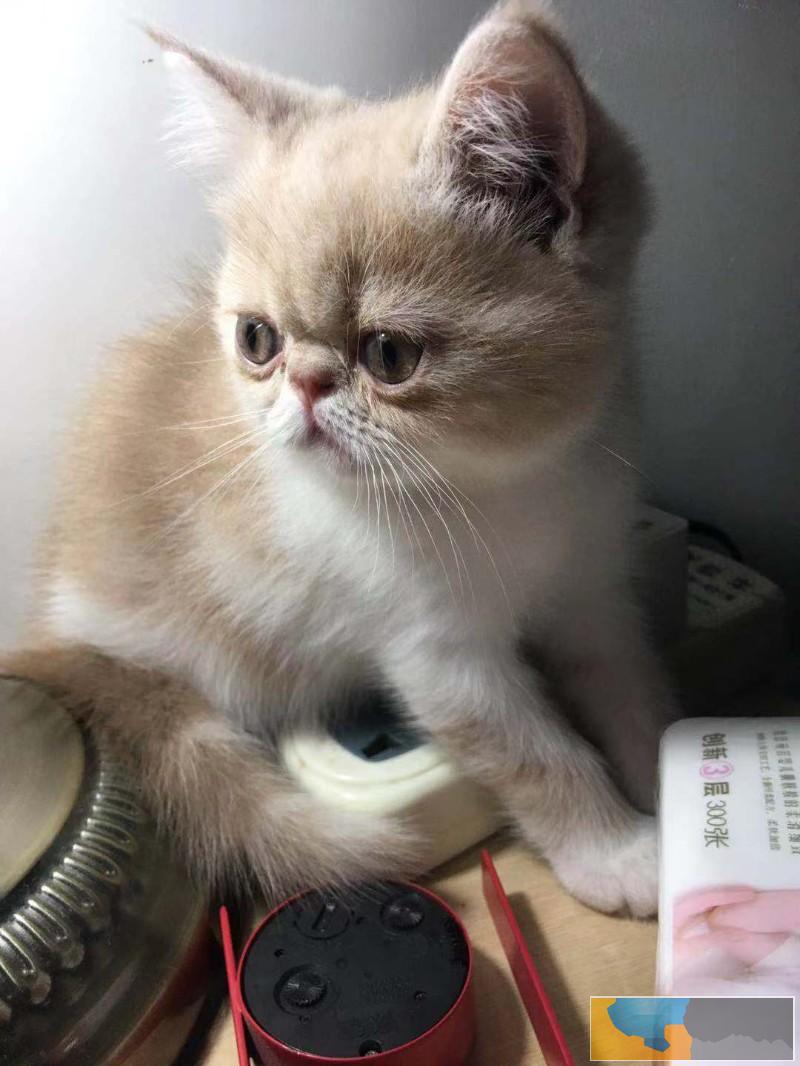 家养加菲种公急出